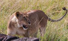 A lioness standing over a kill in tall grass, with her mouth slightly open and tail curled upwards.