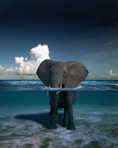 Here is a description of the image:An elephant stands waist-deep in the ocean, with its head above the waterline under a blue sky with fluffy white clouds.
