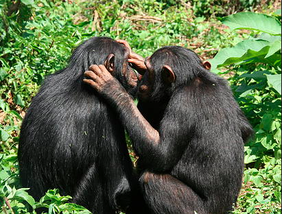 Jane Goodall's Chimpanzees Tour at Lwiro - Permit and Food Included