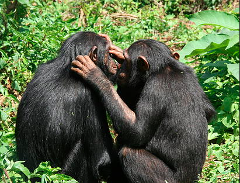 Jane Goodall's Chimpanzees Tour at Lwiro - Permit and Food Included