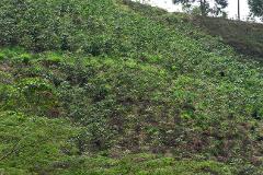 A hillside covered in dense green vegetation with a few trees at the top.