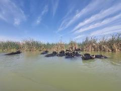 A herd of water buffalo cools off in a green river under a blue sky with wispy clouds, near tall, dry grass.