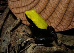 A striking poison dart frog, with a bright yellow head and glossy black body, sits on a leaf-strewn forest floor beneath a large brown leaf.