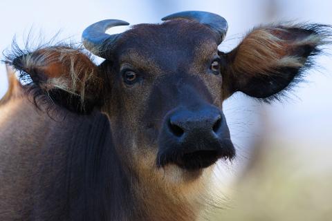 A close-up portrait of a young buffalo with large, hairy ears and dark, curved horns.