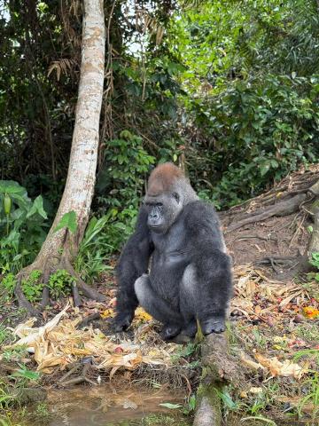 A silverback gorilla sits on a log near a stream surrounded by lush vegetation and discarded food scraps.