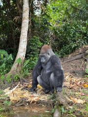 A silverback gorilla sits on a log near a stream surrounded by lush vegetation and discarded food scraps.