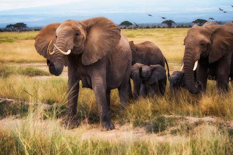 A herd of elephants, including a few adorable baby elephants, stands amidst tall grasses in an African savanna, with scattered trees and birds in the background.