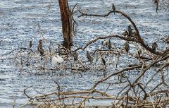 A group of cormorants perched on bare tree branches in a body of water, with one white bird among them and ripples on the water's surface.