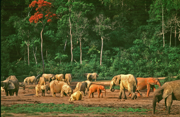 Heart of Darkness Ultimate Congo Safari - Congo River, Gorillas, and the Footsteps of Stanley