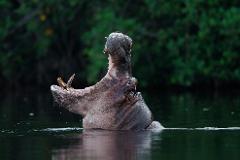 A hippopotamus yawns widely in dark water, its massive tusks visible against a blurred green background.