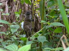 A lemur with gray fur clings to a green bamboo stalk amidst dense vegetation, peering out with large, orange eyes.