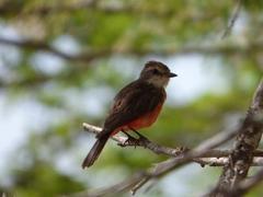 Birding in Colombia - Guajira, Tayrona, and Minca A small bird with reddish-orange underparts and brown upperparts is perched on a branch against a blurred green and blue background.
