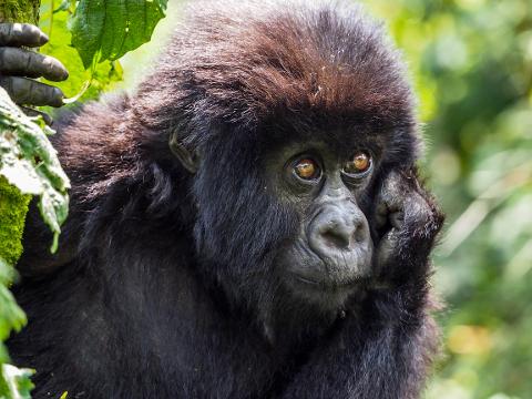 A juvenile gorilla rests its head on its hand amongst lush green foliage.
