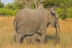 An adult elephant protects its calf, which is standing under its belly, amidst tall grass in a savanna setting.
