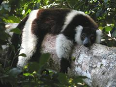 A black-and-white ruffed lemur rests on a tree branch, surrounded by green leaves, its face displaying a curious expression.