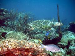 A sea turtle swims over a colorful reef surrounded by small fish in a vibrant underwater scene.