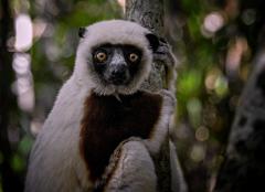 A Verreaux's Sifaka lemur clings to a tree, its wide, golden eyes staring intently at the viewer.