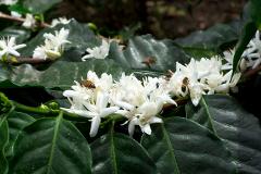 Bees pollinating coffee flowers on a branch with green leaves in a close-up shot.