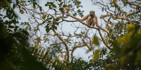 A gibbon sits high in a tree, its long arms stretched out along the branches, surrounded by leaves and branches against a cloudy sky.