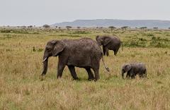Three elephants, including a baby, graze in the grasslands of the Masai Mara National Reserve under a cloudy sky.