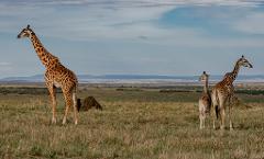 Three giraffes graze in an open grassy field under a blue sky dotted with clouds, with distant hills and a wide expanse of land in the background.
