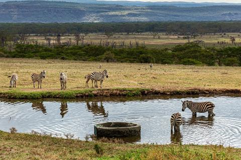 A group of zebras are at a watering hole in a grassy plain with trees and hills in the background.
