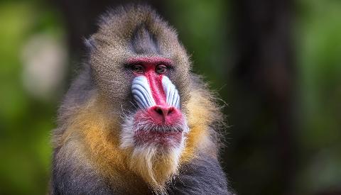 A close-up portrait of a male mandrill with striking red and blue facial markings and a beard.
