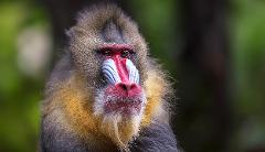 A close-up portrait of a male mandrill with striking red and blue facial markings and a beard.