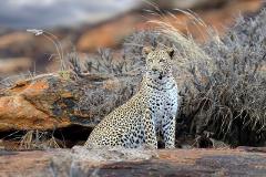 A poised leopard sits amidst a rocky, arid landscape, blending seamlessly with the muted colors of the dry grasses and orange-tinged rocks.