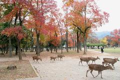 A scenic view of deer roaming freely in a park with vibrant autumn foliage.