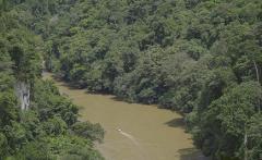 A boat is sailing on a river surrounded by lush green forest.