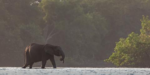 An elephant walks through shallow water with a dense forest in the background.
