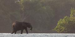 An elephant walks through shallow water with a dense forest in the background.