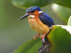 A colorful kingfisher with a blue head, brown body, and red feet sits on a green leaf with a blurred background.