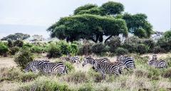 A herd of zebras grazes in a grassy field, surrounded by lush green trees and shrubs, under a cloudy sky.