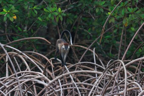 A monkey with a black and white tail stands on mangrove roots in a lush forest.