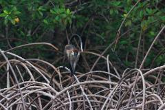A monkey with a black and white tail stands on mangrove roots in a lush forest.