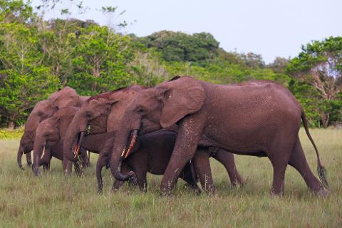 A herd of elephants with their young walk through a grassy field with trees in the background.