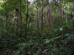 A dense, lush rainforest with tall trees and thick undergrowth, creating a vibrant and green landscape.