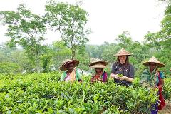 Four women wearing straw hats stand among lush green tea plants, some holding tea leaves, in a vibrant tea garden setting.