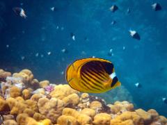 A bright yellow raccoon butterflyfish with vertical black stripes swims in front of coral, with a backdrop of smaller fish swimming in the blue water.
