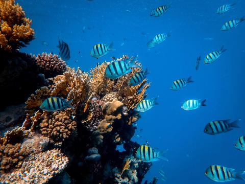 Maskali and Moucha Islands Snorkeling Adventure from Djibouti