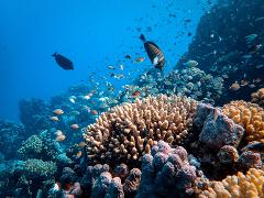 An underwater scene features vibrant coral reefs teeming with small fish and two larger, darker fish swimming among the colorful marine life.