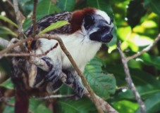 Darien Gap, Rainforest, and Culture from Panama A cute pied tamarin monkey with white chest and face sits perched on a tree branch among green leaves.