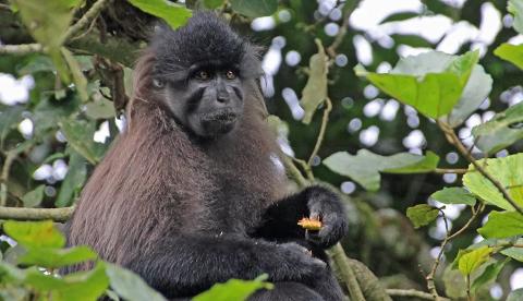 A black monkey with a reddish-brown chest sits in a tree, eating a piece of fruit.