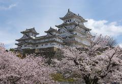 Himeji Castle, a stunning white Japanese castle, is surrounded by blooming cherry blossom trees against a clear blue sky.