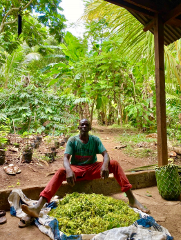 A man in a green t-shirt and orange pants sits with a large pile of green leaves, smiling in a lush, tropical setting.
