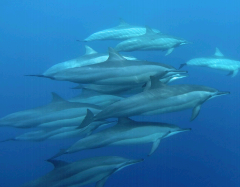 A school of dolphins swims together underwater in the open ocean.