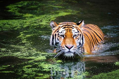 A striking tiger wades through a murky green water, its intense gaze fixed straight ahead, creating a captivating wildlife portrait.