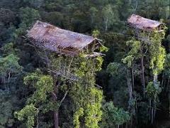 Hier ist eine Beschreibung des Bildes innerhalb der Zeichenbegrenzung: Das Bild zeigt zwei Baumhäuser mit Strohdächern, die hoch oben im dichten Blätterdach des Regenwaldes gebaut sind und wahrscheinlich einheimische Behausungen darstellen.